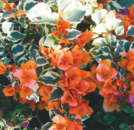 Dr Rao Orange Bougainvillea dr-rao-orange-bougainvillea