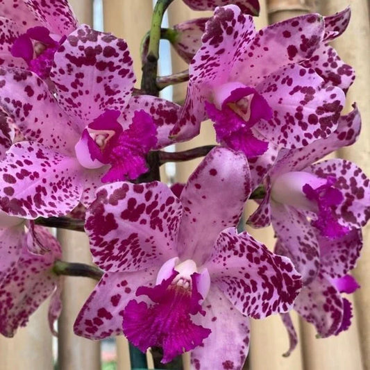 Cattleya Amaethystoglossum Blooming Size