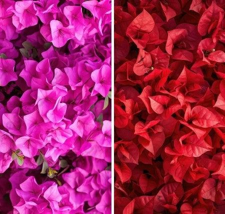 Pink & Red Bougainvillea