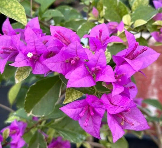 Bougainvillea Hawain Purple