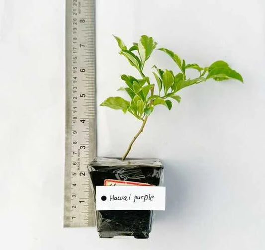 Bougainvillea Hawain Purple