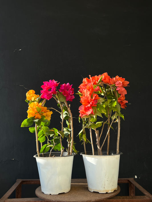 Multi Color Bougainvilleas