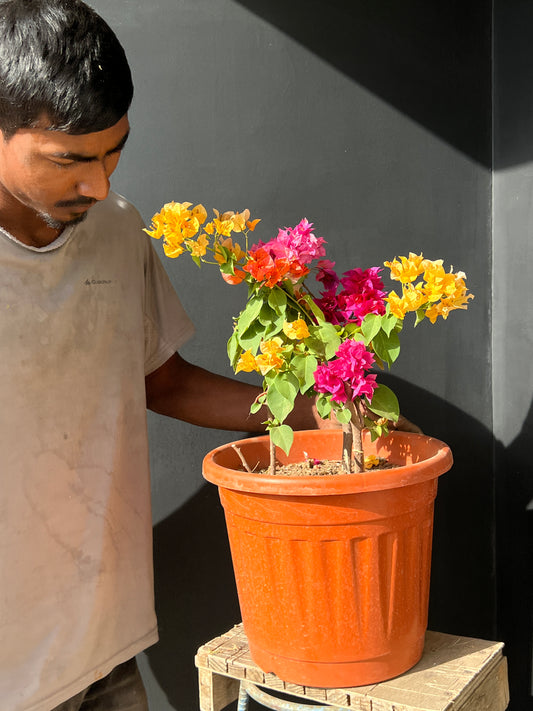 Multi Color Bougainvilleas