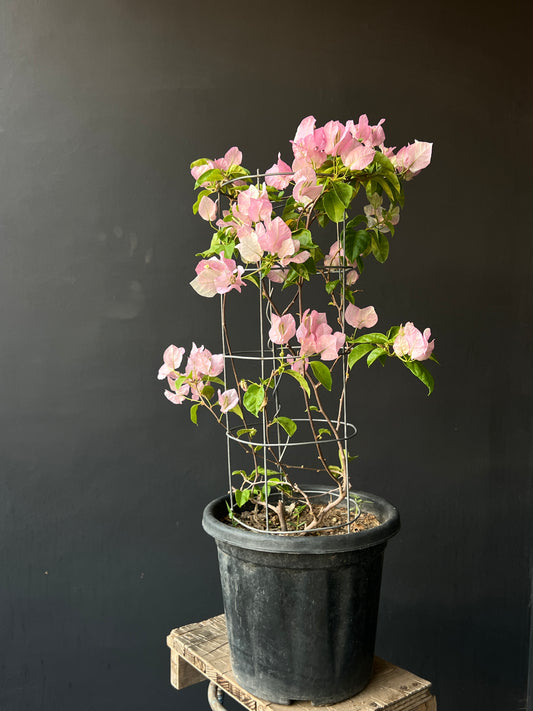 Single Color Bougainvilleas