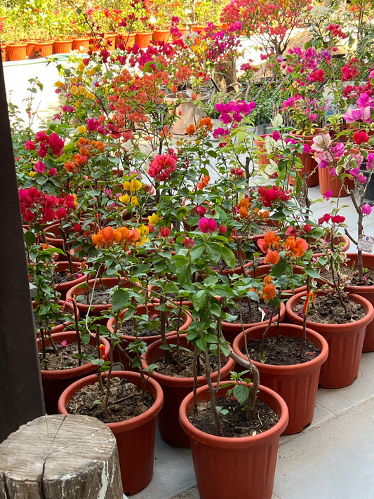 Single Color Bougainvilleas