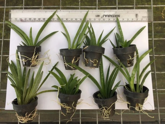 Tolumnia Combo Pack of 6 Plants