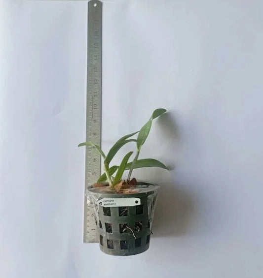 Cattlianthe Ratsima Spot Seedling