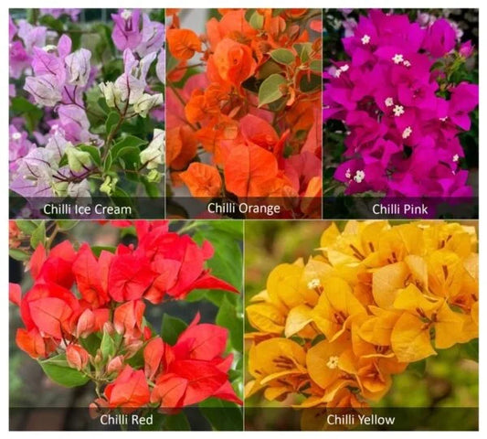 Bougainvillea Combo Pack of Chilli Varities