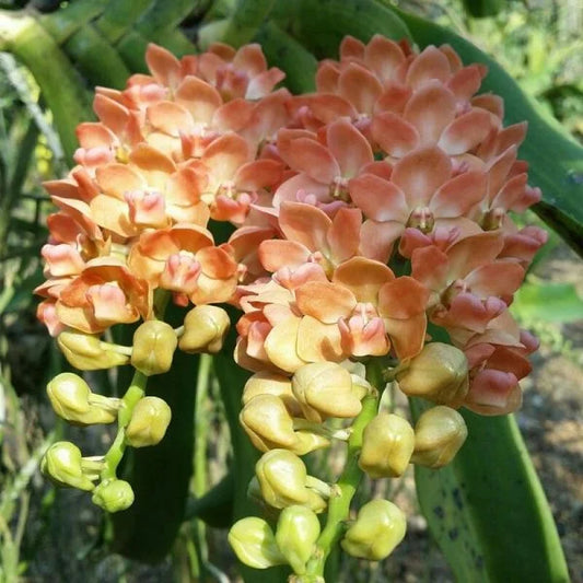 Rhynchostylis Gigantea Creamy Foxtail Seedling