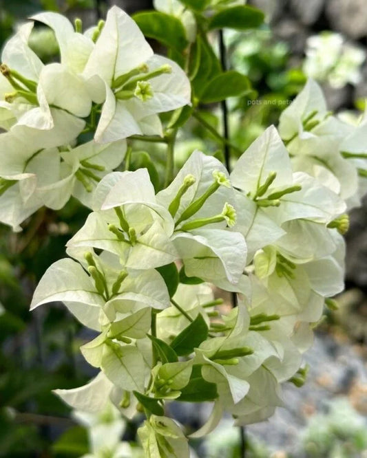 Bougainvillea Glabara White