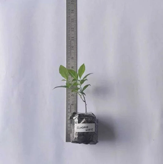 Bougainvillea Glabara White