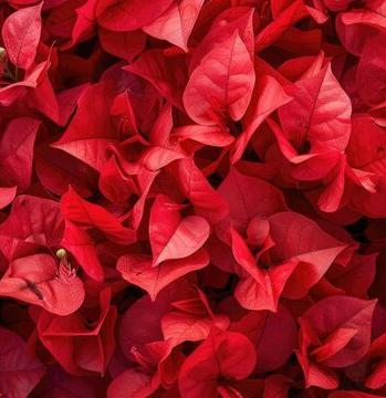 Red Bougainvillea