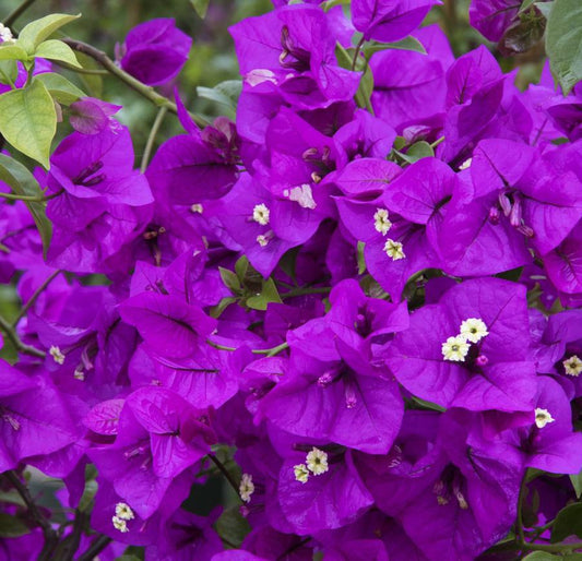 Yellow Bougainvillea