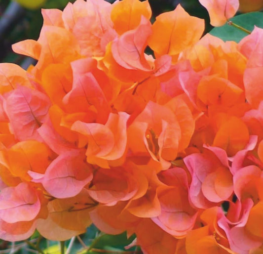 Bougainvillea Orange