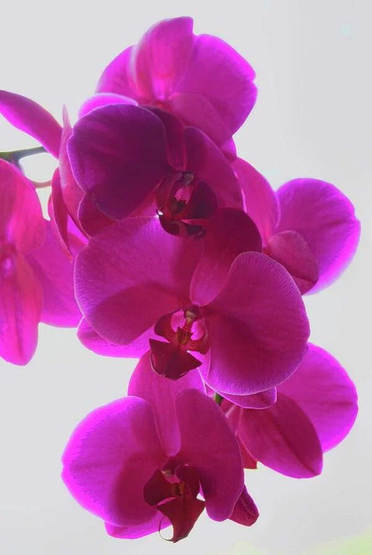 Phalaenopsis Ready to Flower Size Freeride