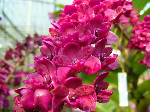 RHYNCHOSTYLIS Pink Foxtail Seedling