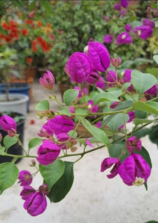 Bougainvillea Purple Tanglong