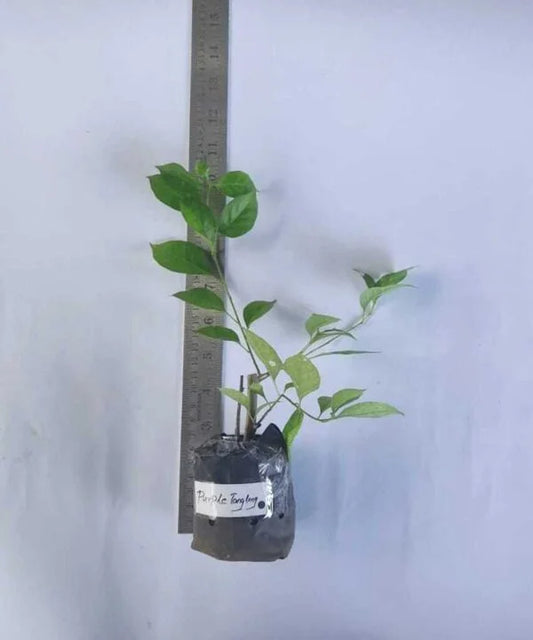 Bougainvillea Purple Tanglong