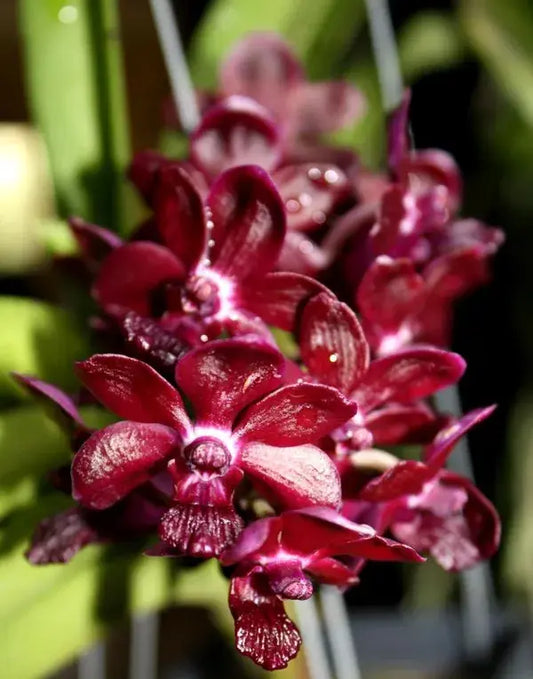 Vandachostylis Red Sri Siam
