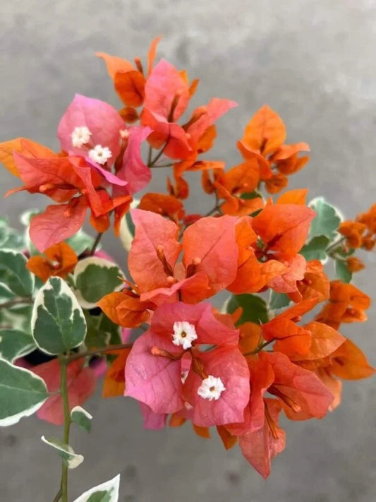 Bougainvillea Sunset Orange