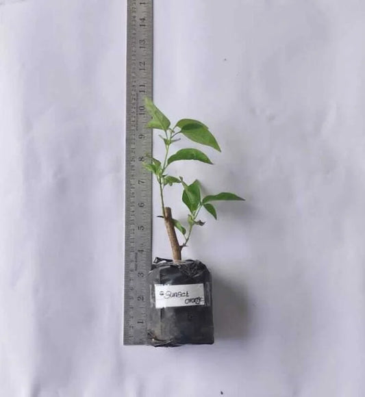 Bougainvillea Sunset Orange