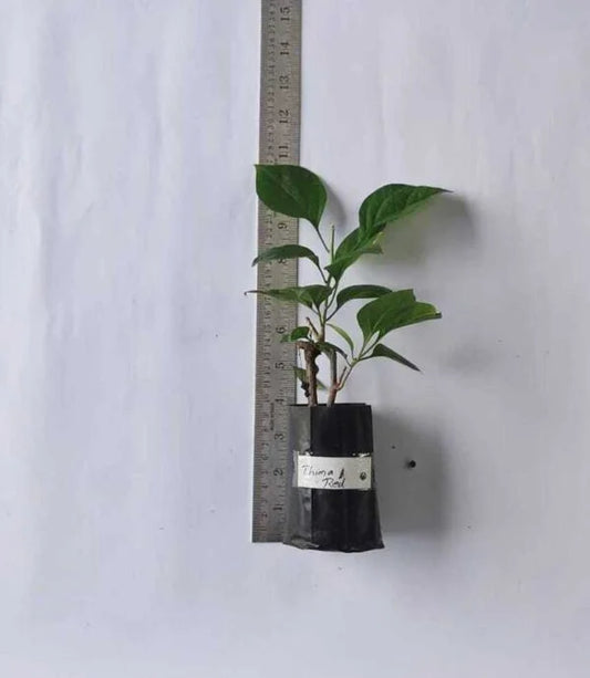 Bougainvillea Thima Red