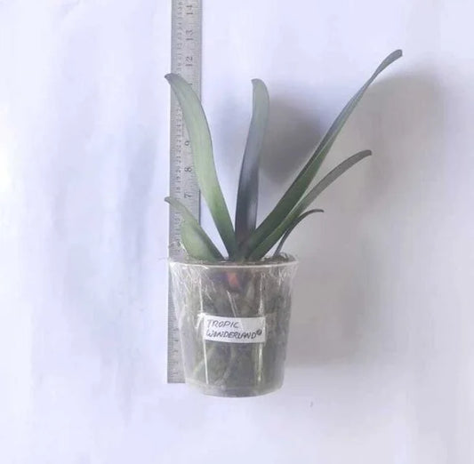 Phalaenopsis Ready to Flower Size Freeride