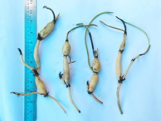 Supriya Red Lotus Tuber