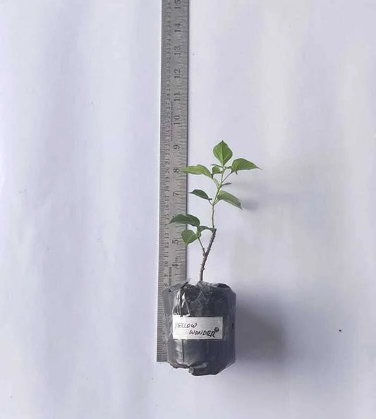 Bougainvillea Yellow Wonder