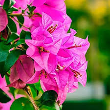 Pink Bougainville