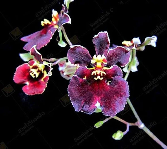 Tolumnia Firm Crimson