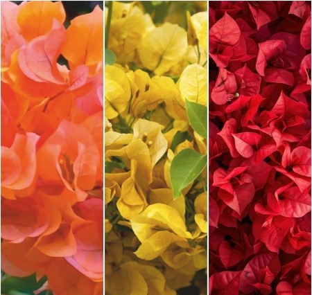 Orange, Yellow & Red Bougainvillea