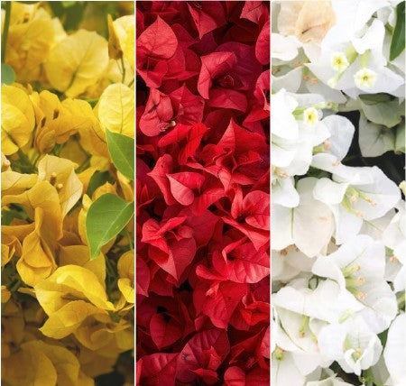 Yellow, Red & White Bougainvillea
