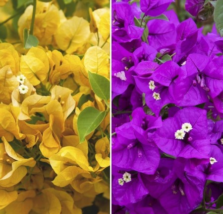 Yellow & Purple Bougainvillea