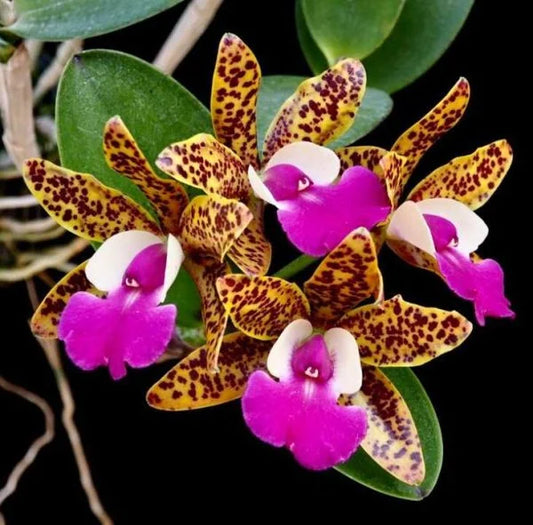 Cattlianthe Ratsima Spot Seedling