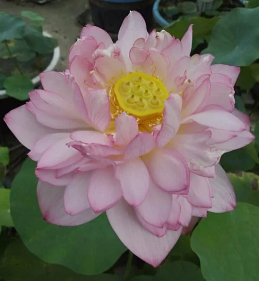 Cloud in Yayachy Lotus Tuber