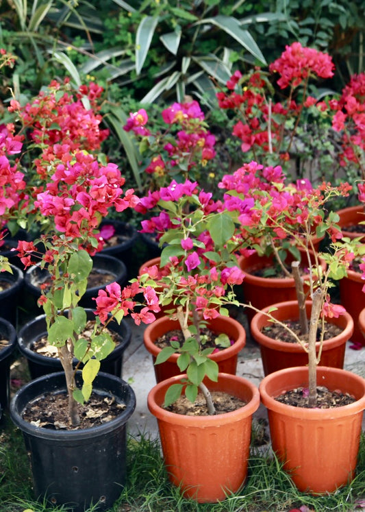 Single Color  Bougainvilleas