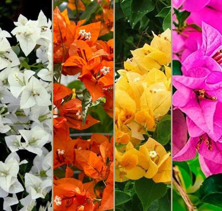White, Orange, Yellow & Pink Bougainvillea