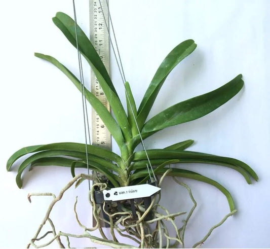 Vandachostylis Red Sri Siam