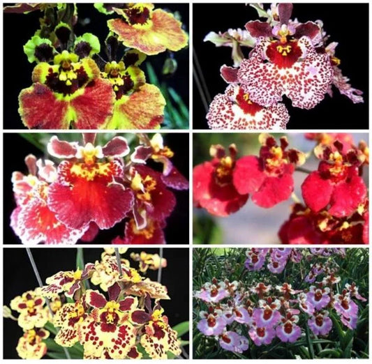 Tolumnia Combo Pack of 6 Plants