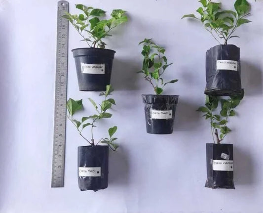Bougainvillea Combo Pack of Chilli Varities