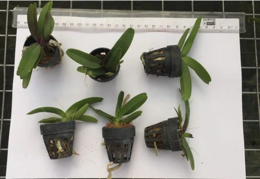 RHYNCHOSTYLIS Pink Foxtail Seedling