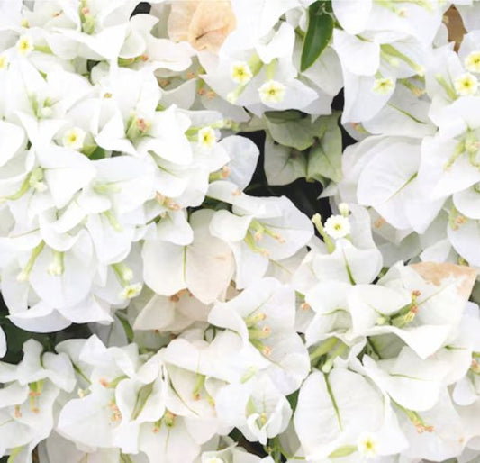 White Bougainvillea