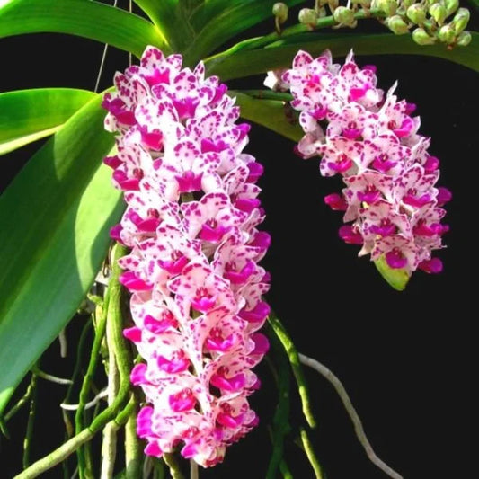 Rhynchostylis Gigantea (Spot Kra) Kra Seedling