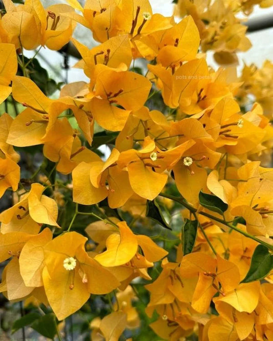 Bougainvillea Monalisa Yellow