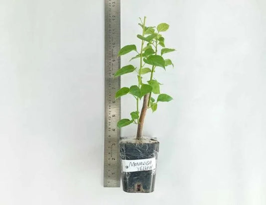 Bougainvillea Monalisa Yellow