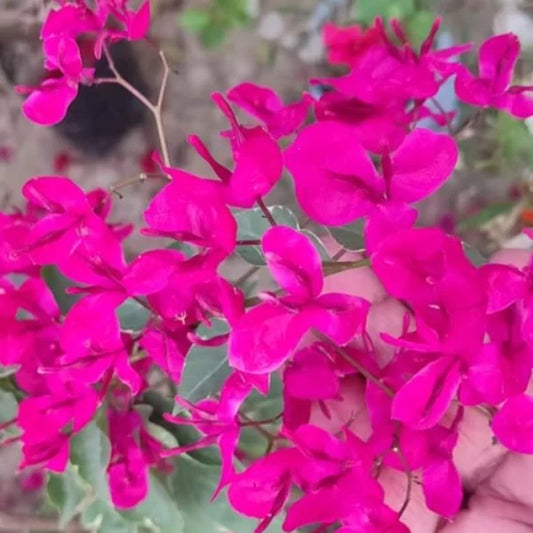 Bougainvillea Pink Mazhuri
