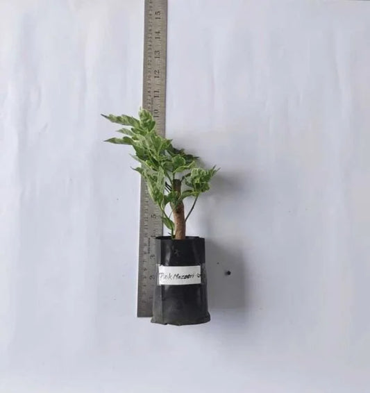 Bougainvillea Pink Mazhuri