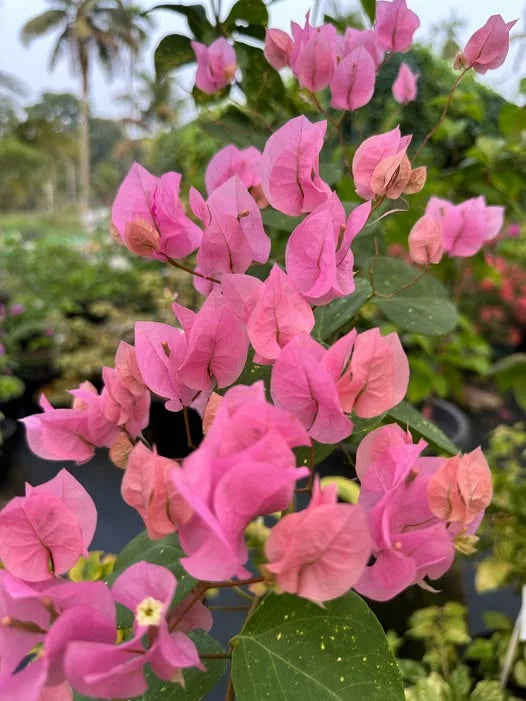 Bougainvillea Pink Panas