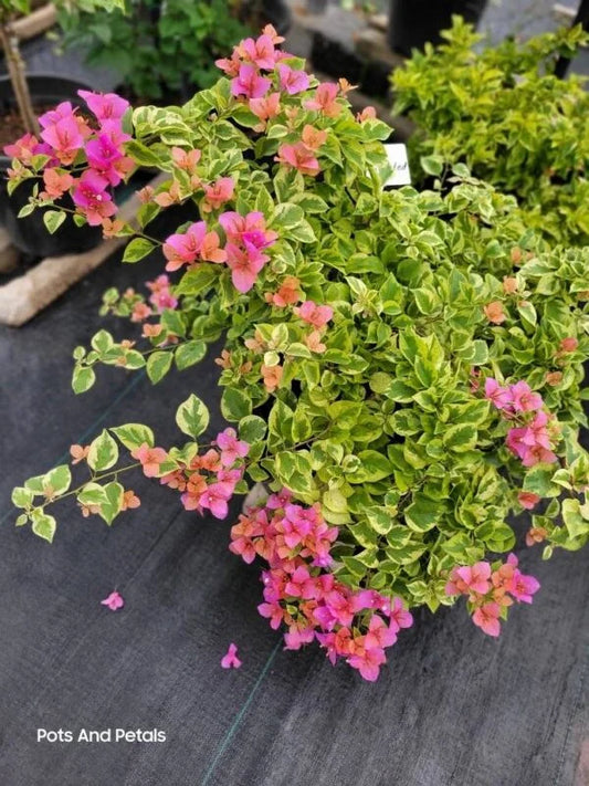 Bougainvillea Rainbow Varigated